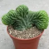 San pedro cactus for sale