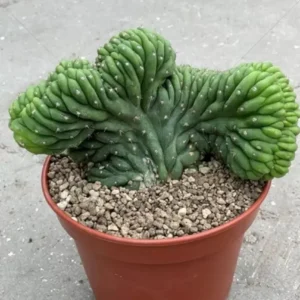 San pedro cactus for sale