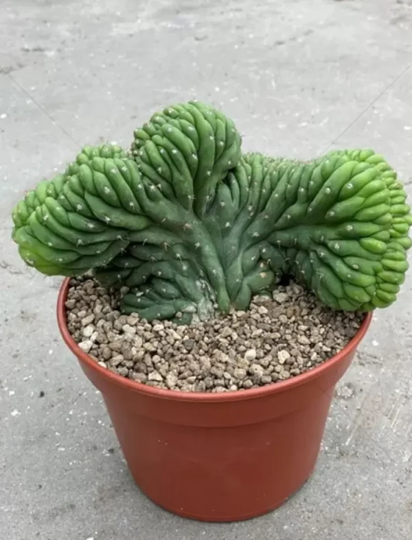 San pedro cactus for sale