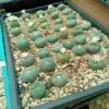 Buy peyote buttons online