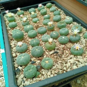 Buy peyote buttons online