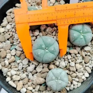 Buy peyote buttons online
