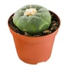 Peyote cactus for sale Online