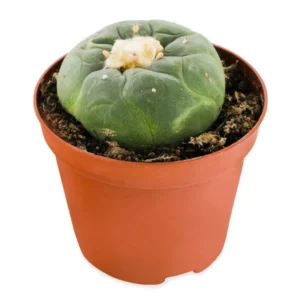 Peyote cactus for sale Online