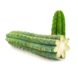 Peruvian Torch Cactus For sale online