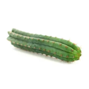 Peruvian Torch Cactus For sale online
