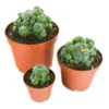 Buy Peyote Cactus with pups online