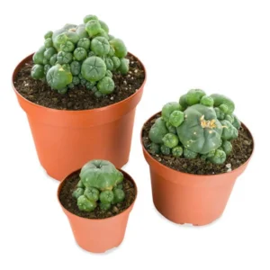 Buy Peyote Cactus with pups online