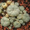 Buy Lophophora Williamsii Seeds
