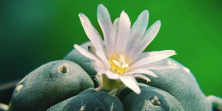 Buy Peyote Cactus Online in the USA